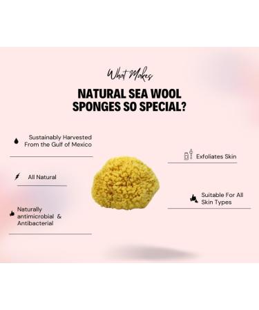 Buy Sea Wool Sponge 6-7" (X-Large) - Natural Exfoliating Body Sponge by Bath & Shower Express | Eco-Friendly & Renewable Resource - Buy Online on GoSupps.com