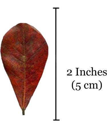 SunGrow Catappa Indian Almond Leaves - Create Tropical Rainforest Environment for Betta & Gouramis - Boost Health & Water Quality - 50 Leaves - Buy Online on GoSupps.com