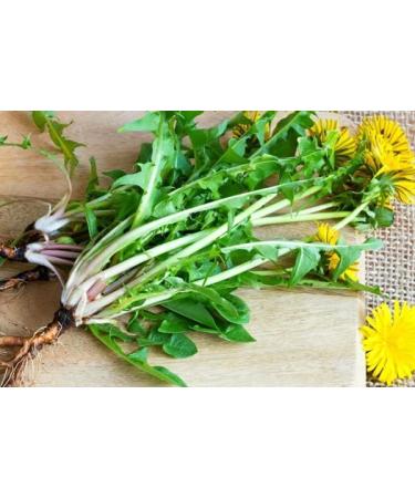 bodi : Dandelion Leaf Powder | 4oz to 5lb | 100% Pure Natural Hand Crafted (4 oz) 4 Ounce (Pack of 1) - Buy Online on GoSupps.com