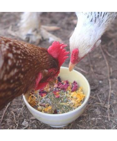 Pampered Chicken Mama Backyard Chicken Treats for Great Eggs (1 pound 0.5 kilo) - All-Natural Backyard Chicken Feed Supplies - Hen Treats for The Best Eggs Ever - High Calcium Supplement for Chickens - Buy Online on GoSupps.com