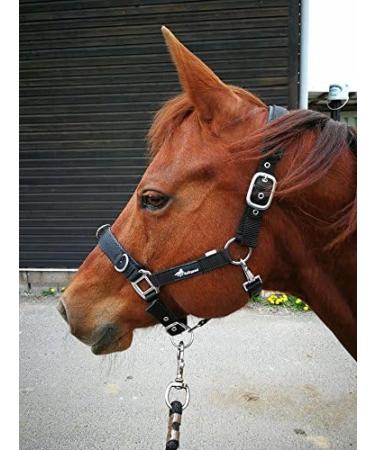 Buy JF-Reitsport Cavesson Pro 2021 | 4-Way Adjustable Soft & Shock-Absorbing for Minishetty | International Shipping Available - Buy Online on GoSupps.com