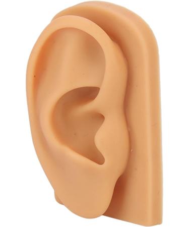Flexible Silicone Right Ear Model | Waterproof Hearing Tool Display for Education - Buy Online on GoSupps.com