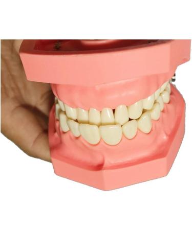 Ernzi Removable Dentures Model - Ideal Typodont for Dental Practice & Study Lessons - Buy Online on GoSupps.com