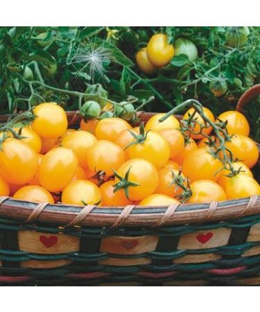 1 Organic semi Gram of Gold Nugget Conventional and Organic Tomato