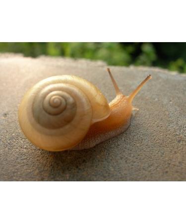 Buy PLUS Crema de Caracol Snail Cream - 1.3 oz (40g) | Best Moisturizer for All Skin Types | International Shipping - Buy Online on GoSupps.com