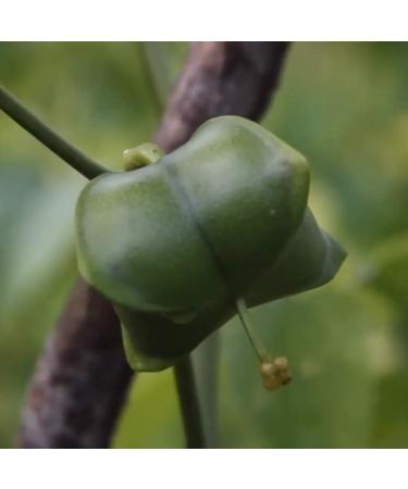  MACA MACA-FIT Sacha Inchi 180 Capsules 500 mg Omega 3-6-9 Fatty Acids kidney plant-based and cold-pressed from Peru - Buy Online on GoSupps.com