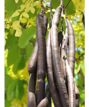 Namo Organics -100% Natural AMALTAS KI PHALI - 250 gm - Buy Online on GoSupps.com