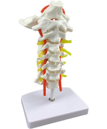 Spinal Nerves Cervical Spine & Occipital & Vertebral Artery Model Spinal Nerve Model Human Cervical Model with Neck Artery Hospital Teaching Model - Buy Online on GoSupps.com