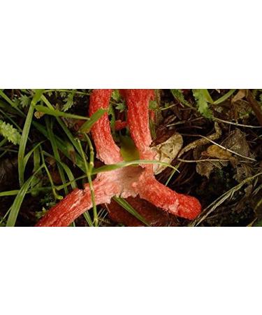 Super Mushroom Nutri-Complex - 250g (Medicinal Mushroom Powder) - Buy Online on GoSupps.com