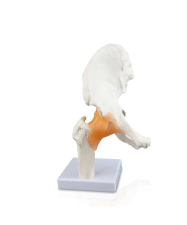 Science Resource S08400 Classic Functional Hip Joint Model | Articulates with Life-Like Flexible Ligaments | Features Femur Hip Bone & Surrounding Ligaments | W Manual