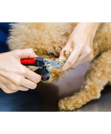 BAIRUI Dog Nail Clippers and Heavy Duty Nail Clipper for Large Dogs Professional Nail Trimmer for Dogs/Cats Pet-Nail Trimmer with Safety Guard to Avoid Over-Cutting Nails Free Nail File (Red) - Buy Online on GoSupps.com