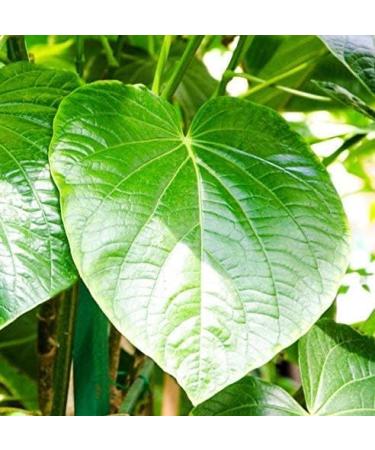 Cedar Bear Kava Calm a Liquid Herbal Supplement Supports The Central Nervous and Digestive Systems 2 FL Oz - Buy Online on GoSupps.com