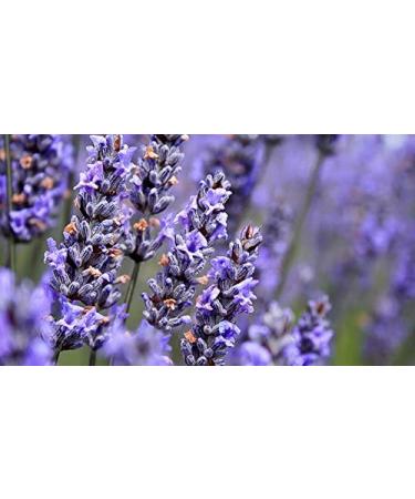 Indigo Herbs Emotional Balance Roller | 10ml Etheric Oil Blend with Geranium Lavender Fennel & Bergamot for Relaxation - Buy Online on GoSupps.com