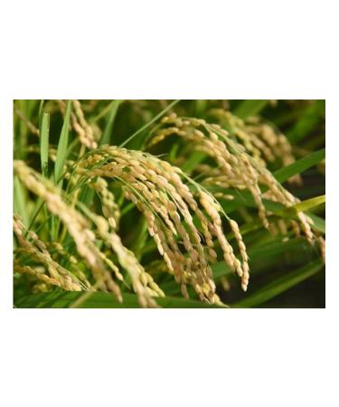 Japanese Iwate Prefecture Akitakomachi Rice - White Short Grain, 11 lb - Buy Online on GoSupps.com