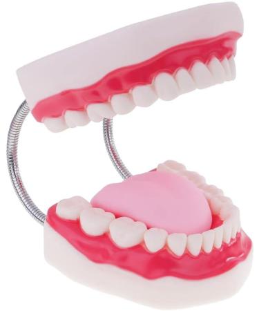 6x Magnification Dental Care Model - Mouth Teeth & Tongue with Toothbrush | Enhance Dental Education & Hygiene - Buy Online on GoSupps.com