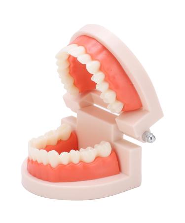 Teeth Model Anti-Yellow Denture Model for Hospital for Kindergarten for