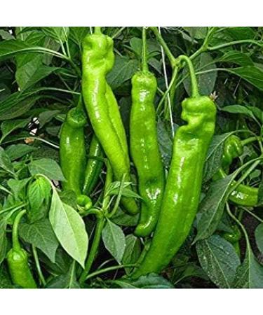 New Arrival 200 pcsBag rare Giant Penis Hot Spices Red Chili Seeds Capsicum Plants Fruit Seeds Vegetables Various Seeds Hot Pepper 8 - Buy Online on GoSupps.com