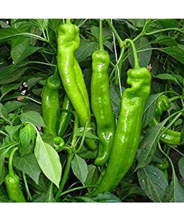 Nieuwe Arrival 200 stBag rare Giant Penis Hot Spices Red Chili Seeds Capsicum Plants Fruit Seeds Vegetables Various Seeds Hete Peper 8