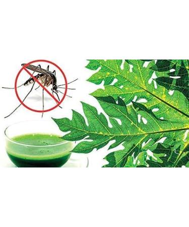 Herbal Magic Natural Papaya Leaf (Carica Papaya) 60 x 500 mg Veg Capsules - Rich Revered & Prized herb in Ayurveda - Whole Leaf Used - No Fillers & Preservatives (Pack of 2) Papaya Leaf Powder Capsules - Pack 2 - Buy Online on GoSupps.com