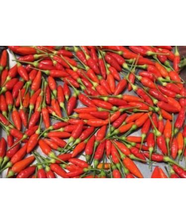 30 semi di Thai Pepper Red hot Chili Pepper Organic