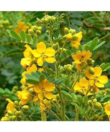 ORGANIZE Sree Madhava Sai Organics Natural Avuri PowderIndigo Powder 100 Grams - Buy Online on GoSupps.com