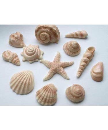 Rainbow Cake Toppers 24x Edible Sea Shells Cupcake Decorations Mermaid Cupcake Toppers Under the Sea Cake (RCT-0047) - Buy Online on GoSupps.com