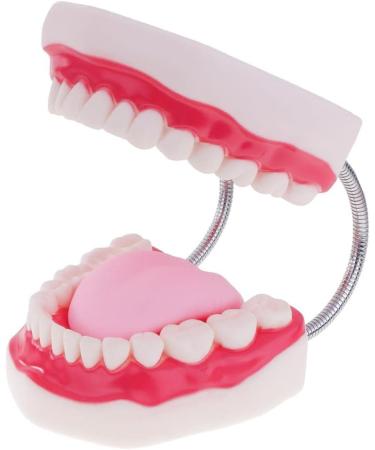 6x Magnification Dental Care Model - Mouth Teeth & Tongue with Toothbrush | Enhance Dental Education & Hygiene - Buy Online on GoSupps.com
