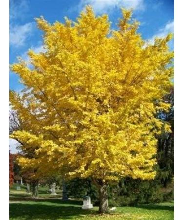 New Tree Seeds 10 st Ginkgo Biloba for Gardening Yellow - Buy Online on GoSupps.com