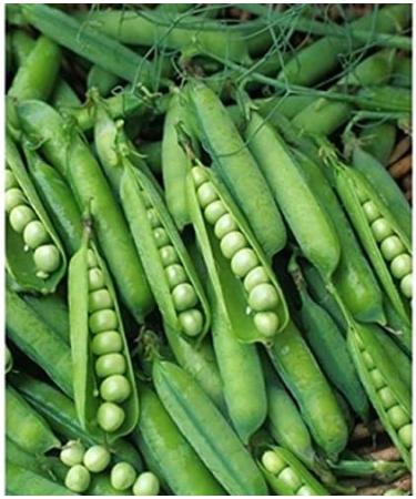 2018 Thomas Laxton Pea Seeds 2 Oz Approximately 200 Seeds - Buy Online on GoSupps.com