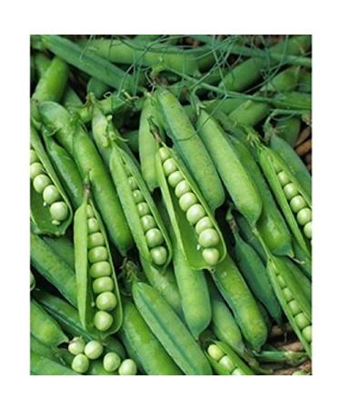 2018 Thomas Laxton Pea Seeds 2 Oz Approximately 200 Seeds