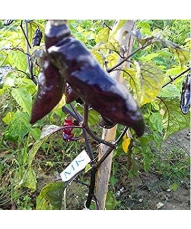 Potseed Bhut Jolokia Peper Neyde X 10 Semi Semi Capsicum chinense 163 - Buy Online on GoSupps.com