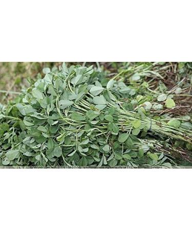 Indigo Herbs Fenugreek Powder 100g - Pure & Natural | Vegan | Trigonella foenum | Pack of 1 - Buy Online on GoSupps.com