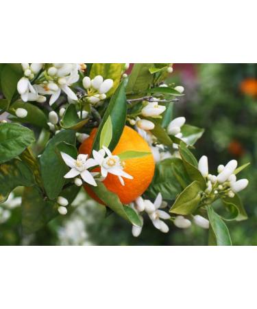 Moroccan Argan Sugar Scrub - Nourishing Orange Blossom & Brown Sugar Exfoliator - 7.05 Fl oz - Pamper Your Skin - Buy Online on GoSupps.com