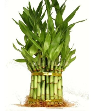 9GreenBox - 3 Tier 4" 6" 8" Lucky Bamboo for Feng Shui (Total About 38 Stalks) Home Growth USA