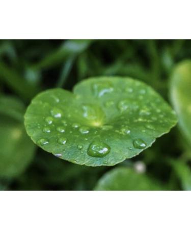 La Vie En Rose Centella Asiatica Soap Bars - Handmade Natural Soap for All Skin Types | 4 Bars (5.0-5.4 oz) | International Shipping Available - Buy Online on GoSupps.com