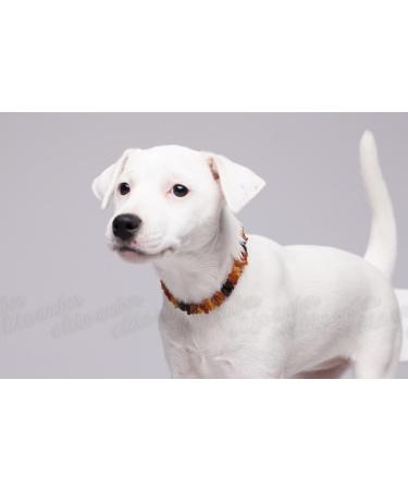 100% Baltic Amber Dog Necklace & Collar | Natural Tick Protection for Dogs & Cats - Handcrafted in Lithuania - Buy Online on GoSupps.com