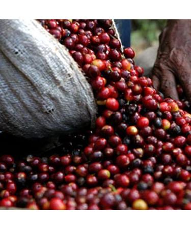 Buy Mt. Whitney Organic Peru Medium Roast Whole Bean Coffee - 12 oz (340g) - Buy Online on GoSupps.com