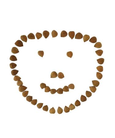 Organic Raw Bitter Apricot Kernels 16oz - USDA Certified, 1LB Bitter Apricot Seeds - Buy Online on GoSupps.com