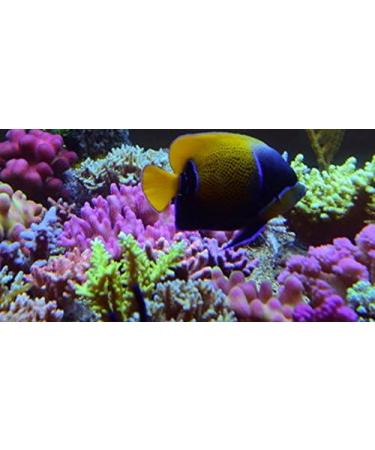 Corail zucht. de Coral Snow Plus Pack de 1 (1 x 100 ML) - Buy Online on GoSupps.com