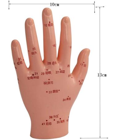 Human TCM Meridian Point Model Acupuncture Female Model Male Model + Hand Model + Foot Model + Ear Model - Buy Online on GoSupps.com