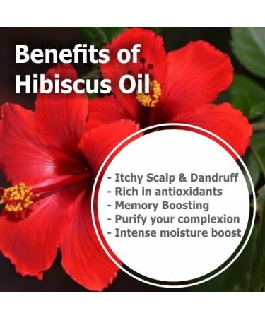 Hibiscus Sabdariffa L Essential Oil 50ML - 100% Pure Uncut Cold Pressed Premium Aromatherapy Oil - Buy Online on GoSupps.com