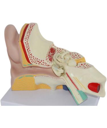 Anatomiemodell of The Human Ear Model Enlarge Detachable Ear Structure Model Interior earlabyrinth Research - Buy Online on GoSupps.com