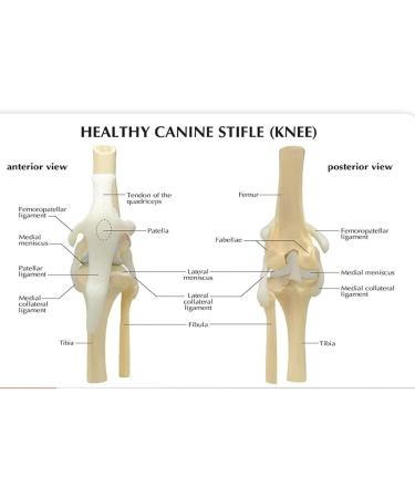 Artificial Dog Knee Joint Model 4 Phase Dog Knee Joint Model PVC Size Dog Knee Joint Model - Buy Online on GoSupps.com