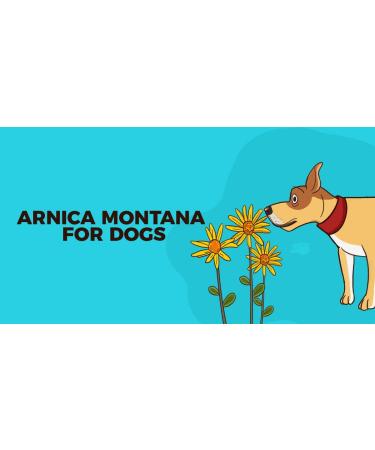 Vet 90% Arnica Gel Forte for Horses & Pets | Muscle & Joint Pain Relief | Natural Balm for Bruises & Swelling | 1000g - Buy Online on GoSupps.com