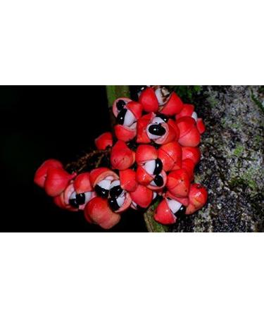 Guarana Seed Fluid Extract 100ml | Strong Tincture for Energy & Focus | International Shipping - Buy Online on GoSupps.com
