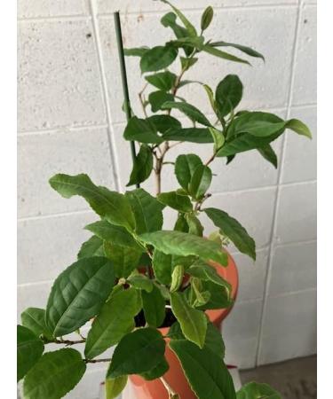 tea tree - Buy Online on GoSupps.com