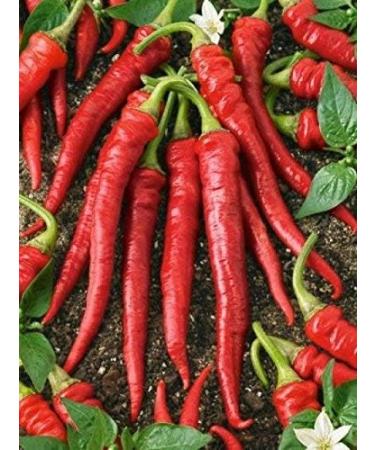 25 semi Portogallo Hot Pepper. Hot Sauce & Salsa. Premium USA Heirloom. Non-GMO! - Buy Online on GoSupps.com