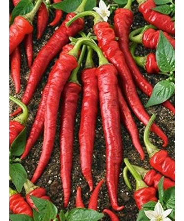 25 semi Portogallo Hot Pepper. Hot Sauce & Salsa. Premium USA Heirloom. Non-GMO!