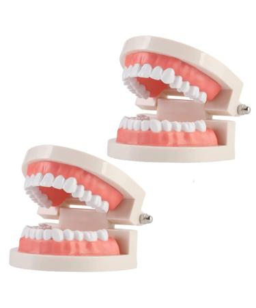 Kichouse toy 1 PC tooth model Standard tooth model typodonto dental health model Typodonto child healthcare delivers environmentally friendly plastic photo 2