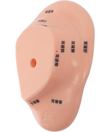 Buy Ear Massage Model - Accurate PVC Acupuncture Model - Ideal for Teaching & Labs - International Shipping Available - Buy Online on GoSupps.com